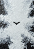Bokmerke – Ørneblikk