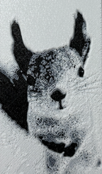 Bokmerke – nysgjerrig ekorn