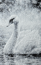 Bokmerke - svane